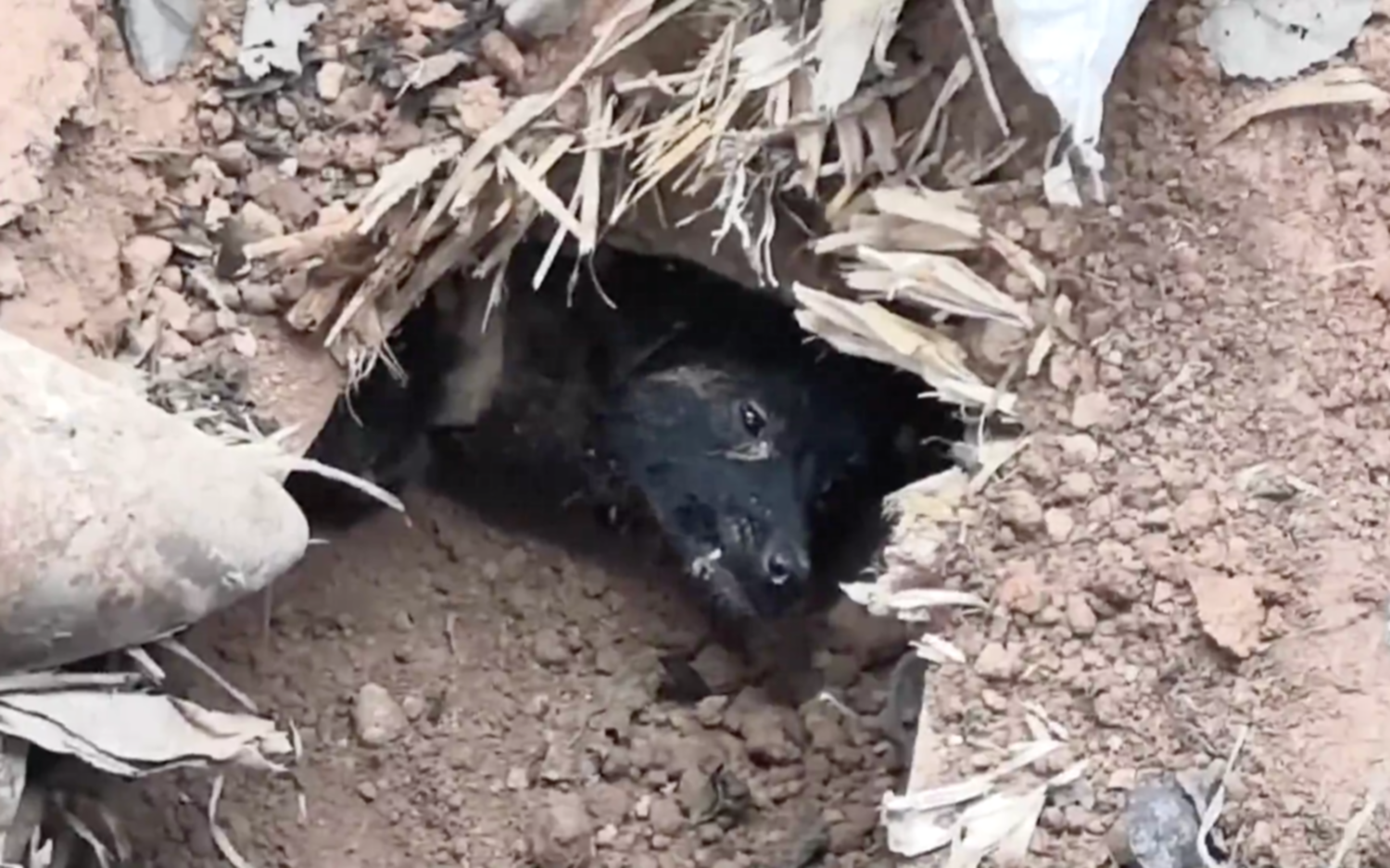 Milagro: un perro sobrevivió 37 días tras quedar atrapado entre escombros