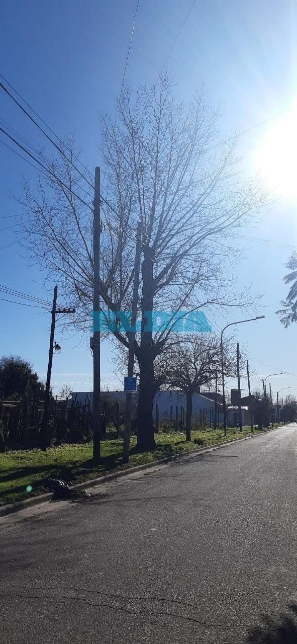 En Villa Elvira aseguran que llevan 7 años pidiendo la poda de árboles de gran porte