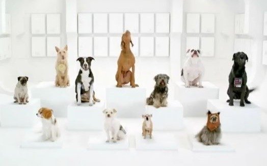 Crean un coro de perros y personas para liberar tensiones que genera la pandemia