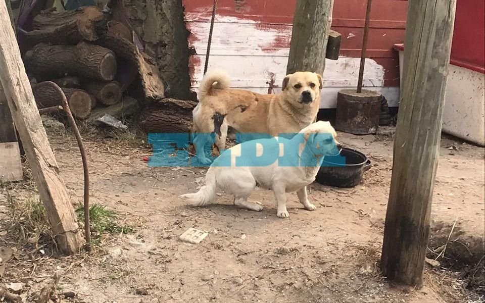 Indignación por una mujer que le echa agua hirviendo a los perros callejeros cerca del Hospital de Berisso