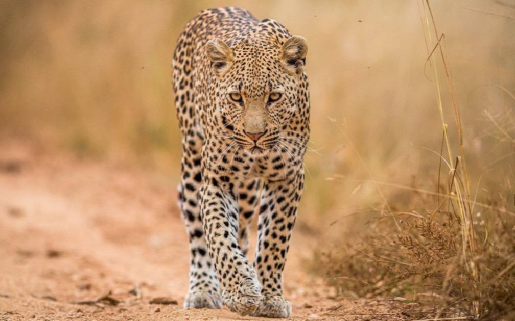 El ambicioso plan con el que buscan salvar de la extinción a los leopardos de Sudáfrica