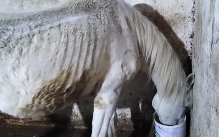  Dolor en el Parque Pereyra por la muerte de un caballo y denuncian "serios problemas de nutrición"