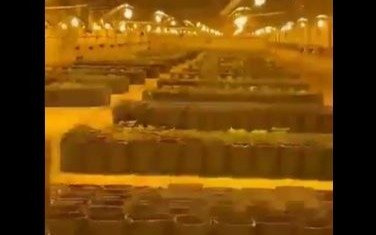 Encuentran más de 5 mil plantas de marihuana en un galpón: sería la producción más grande del país