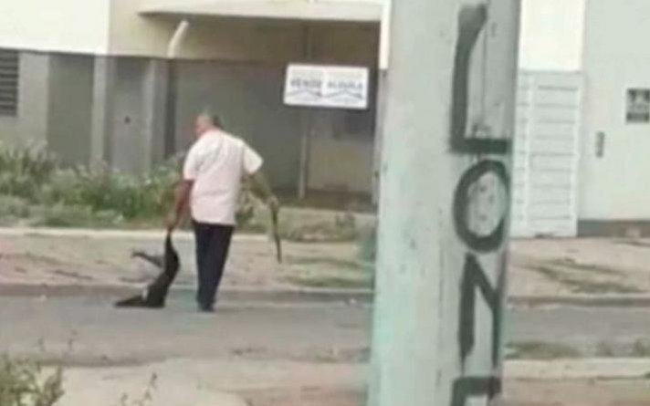 Juzgarán a un hombre por matar a golpes a un perro callejero