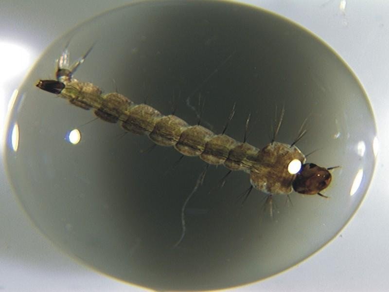 Prueban un insecticida a base de eucaliptus en larvas del mosquito vector del dengue