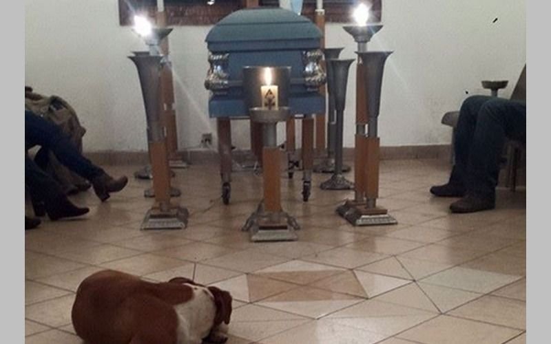 Súper tiernos: la historia de los perros que fueron al funeral de la mujer que los alimentaba
