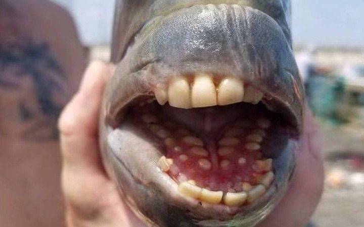 Un increíble pez con "dientes humanos" que se hizo viral