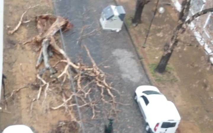 Reclamo por árbol caído en 16 y 44