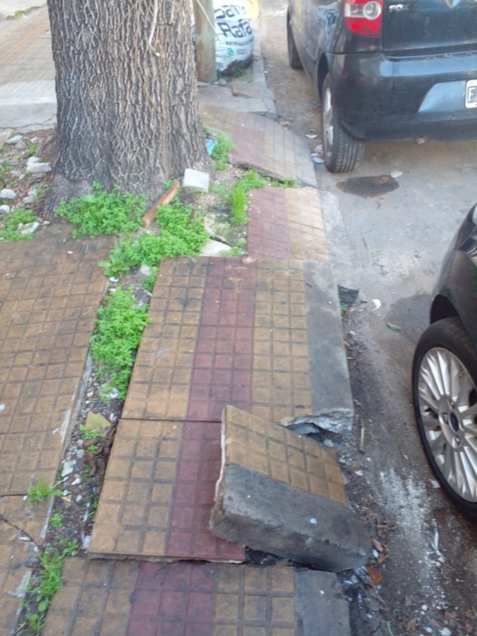 Por el deterioro de la vereda piden la extracción de un árbol en Barrio Norte