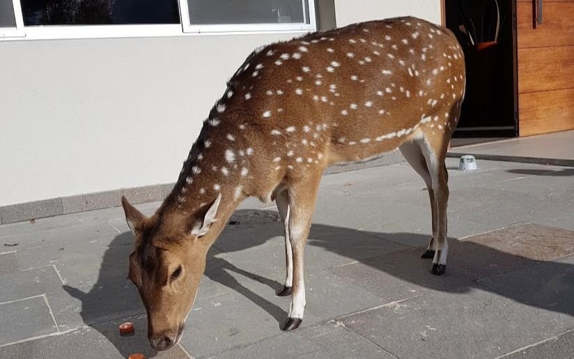 Otro country apuntado porque tienen animales silvestres como "mascotas" 