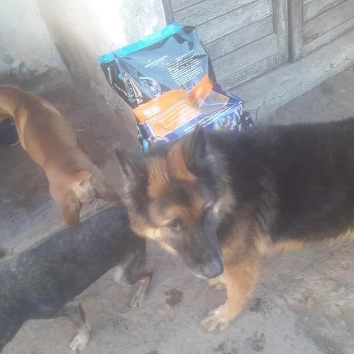 Buscan reubicar a decenas de mascotas para sostener una obra solidaria