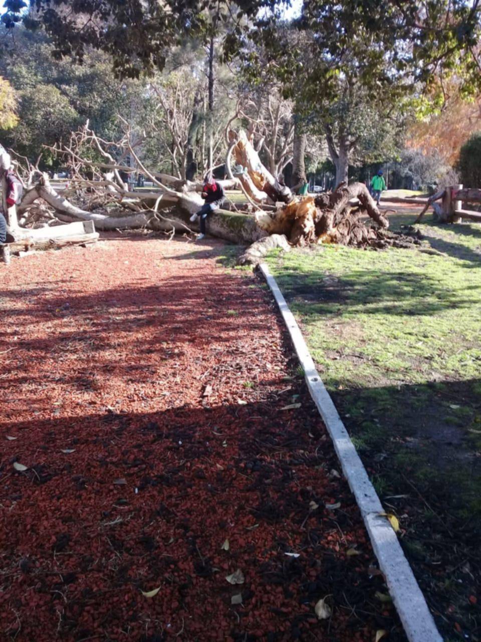 Aseguran que se formó un “cementerio de árboles” en el Paseo del Bosque