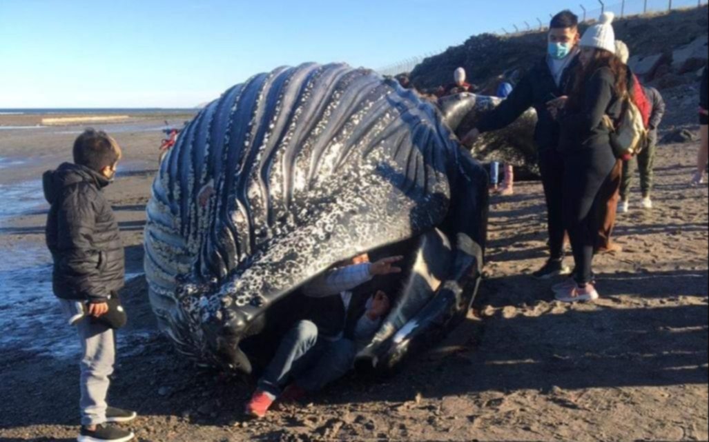 Una "ballena jorobada" apareció muerta al sur de Chubut
