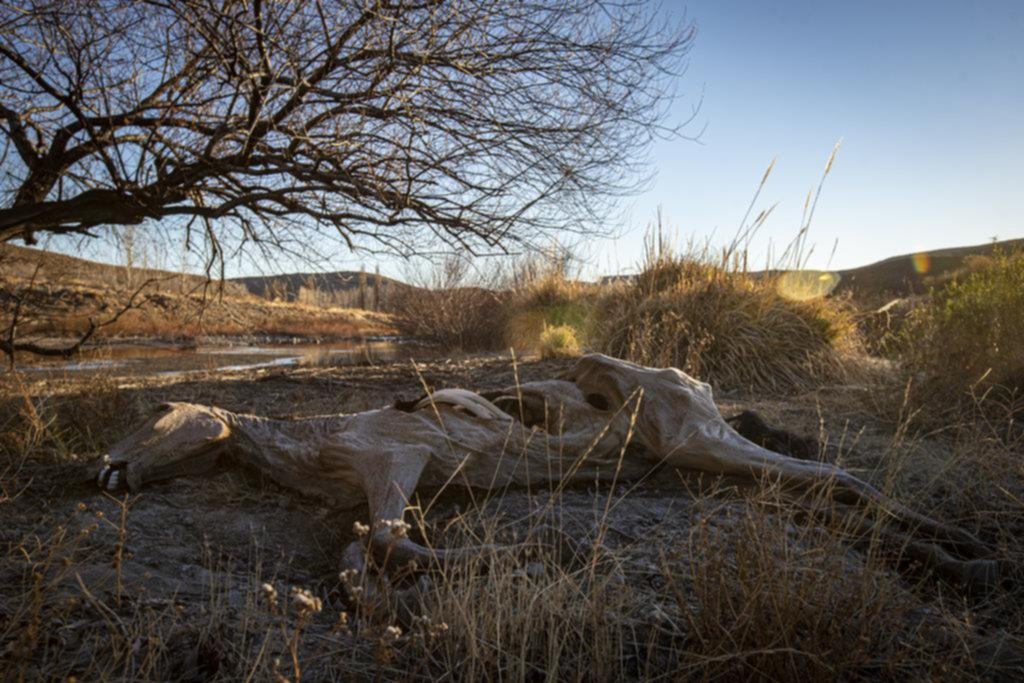 Histórica bajante en el Paraná y sequía en distintas provincias