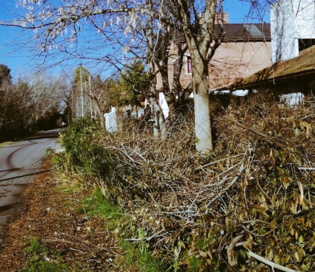 Acumulación de ramas en la cuadra de 445 entre 21c y 21d