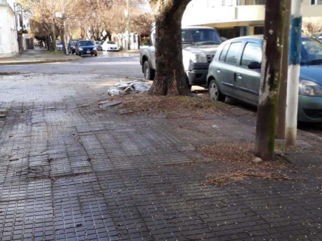 Árboles destruyeron las veredas en 55 y 24