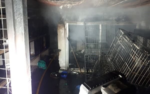 Murieron 30 gatos por un incendio en Quilmes