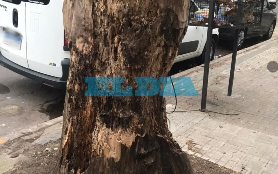 Reclaman la extracción de un árbol con riesgo de caída en 43, entre 11 y 12
