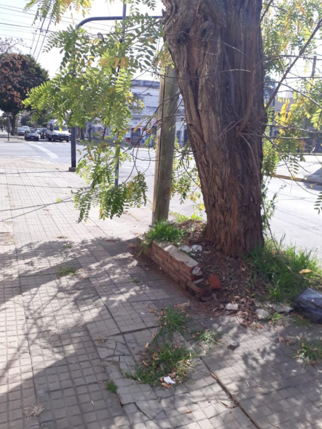 Árboles “ahogados” por los canteros dinamitan las veredas del casco urbano platense