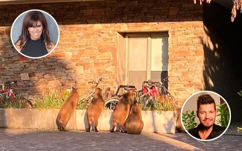 Carpinchos invaden Nordelta y desatan una grieta vecinal con algunos famosos implicados