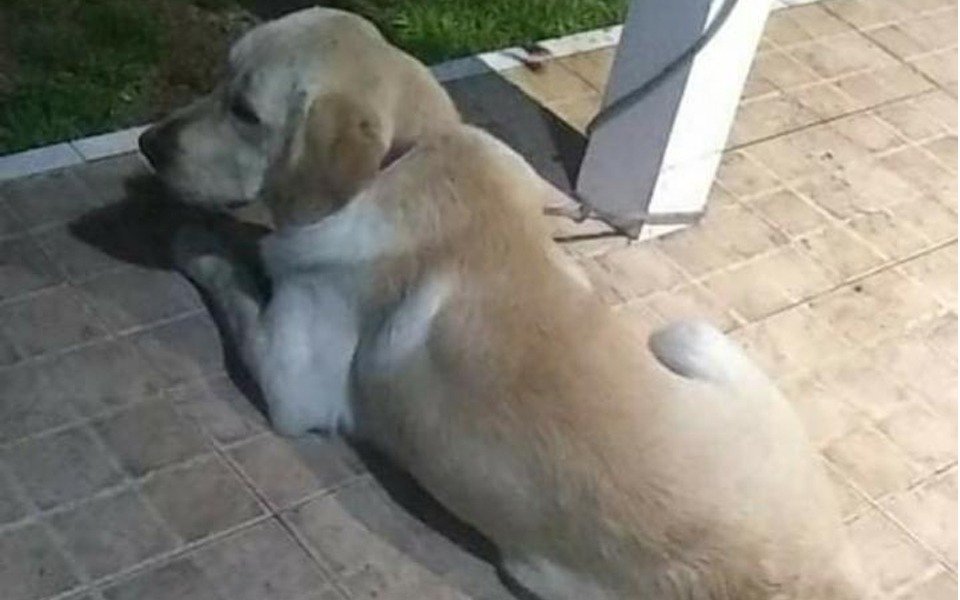 Un perrito fue robado en El Mondongo y piden ayuda para encontrarlo