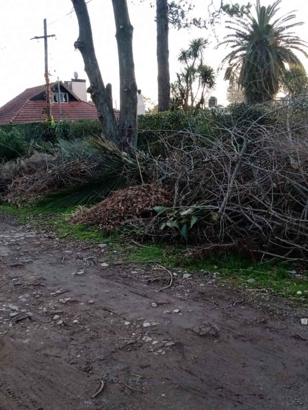 Piden recolección de ramas en 412 y Camino Belgrano