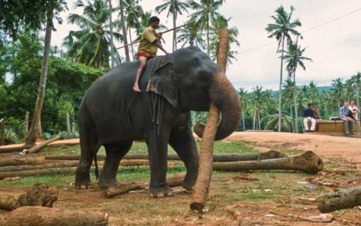 Sri Lanka impondrá severos castigos a conductores de elefantes que circulen en estado de ebriedad