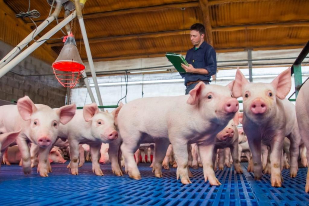 Los chanchos se van para China