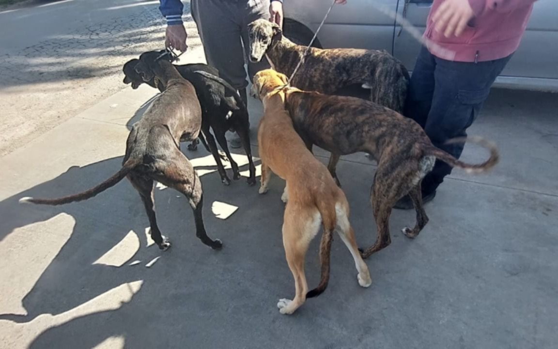 Caen dos "galgueros" con cinco perros en un campo de Olmos por realizar caza furtiva