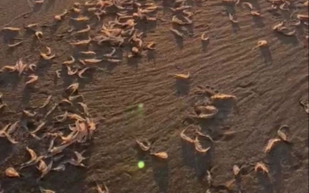 Analizan las causas de especie que invadió Playa Grande en Mar del Plata