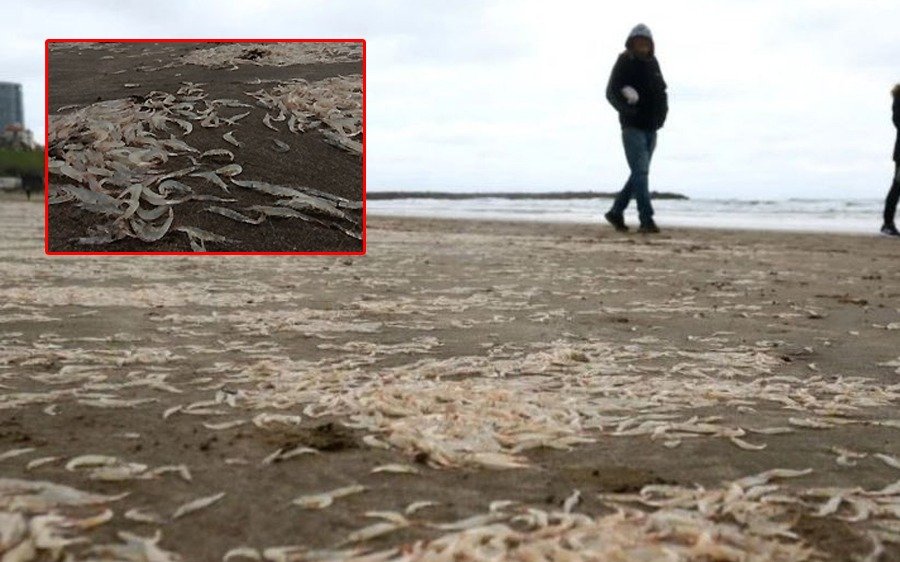 Sorpresiva aparición de una especie en las costas de Mar del Plata: de qué se trata