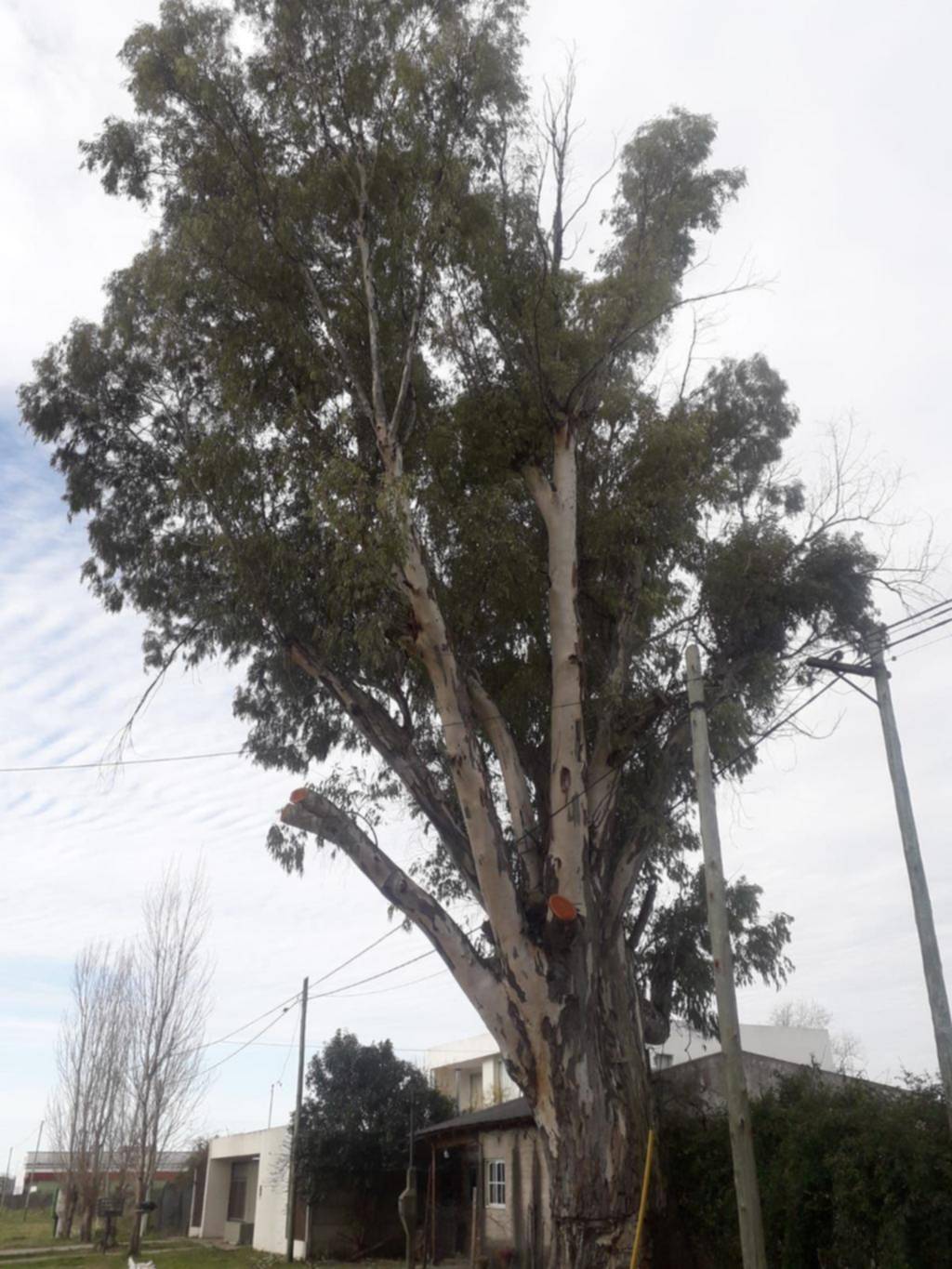 Piden la poda urgente de un enorme árbol en Ringuelet