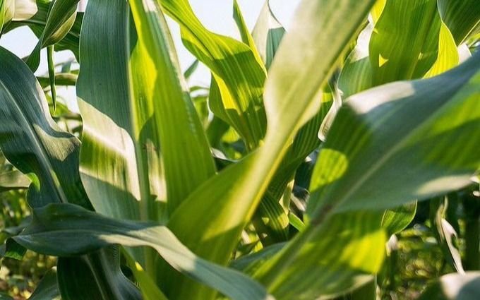 La ola de calor y sequía en Estados Unidos afecta al trigo y maíz: ¿beneficiará a la Argentina?