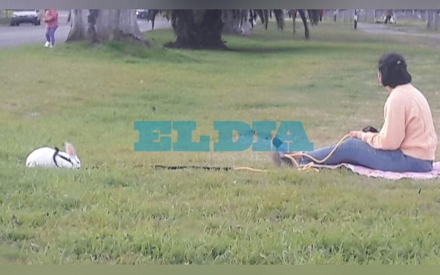 Ni el perro, ni el gato: una joven sacó a pasear al conejo y disfrutó del atardecer platense