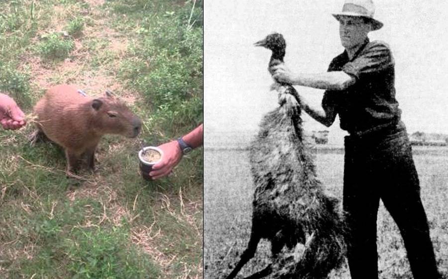 El día que Australia le declaró la guerra a los Emú: la similitud con los Carpinchos y la lección que debemos aprender