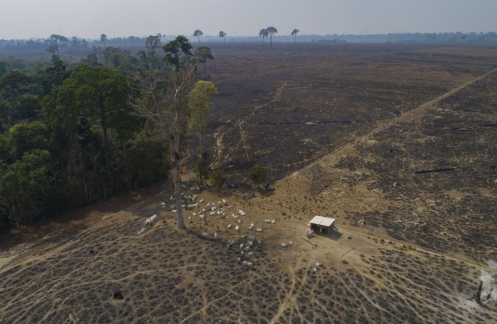 Amenaza para el clima: avanza la deforestación en África