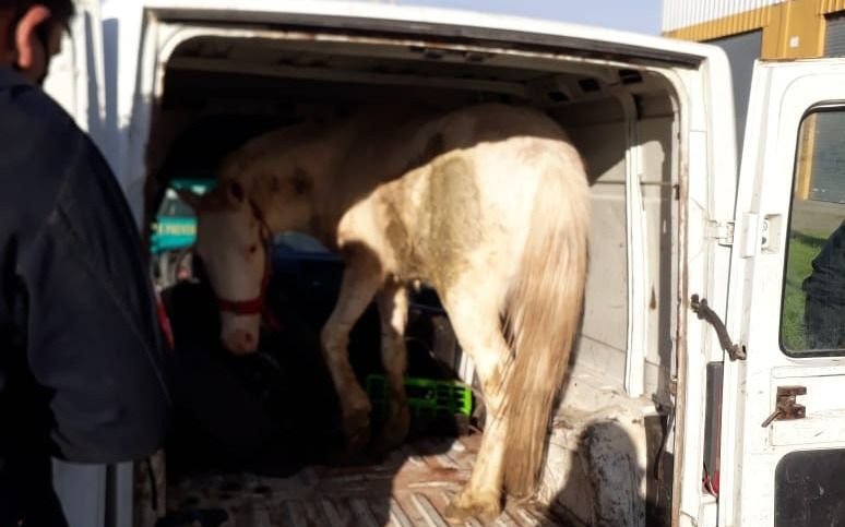 Rescatan un caballo que era trasladado en una Renault Express