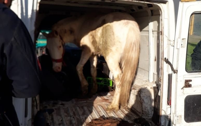 Secuestran un caballo que era trasladado en una camioneta 