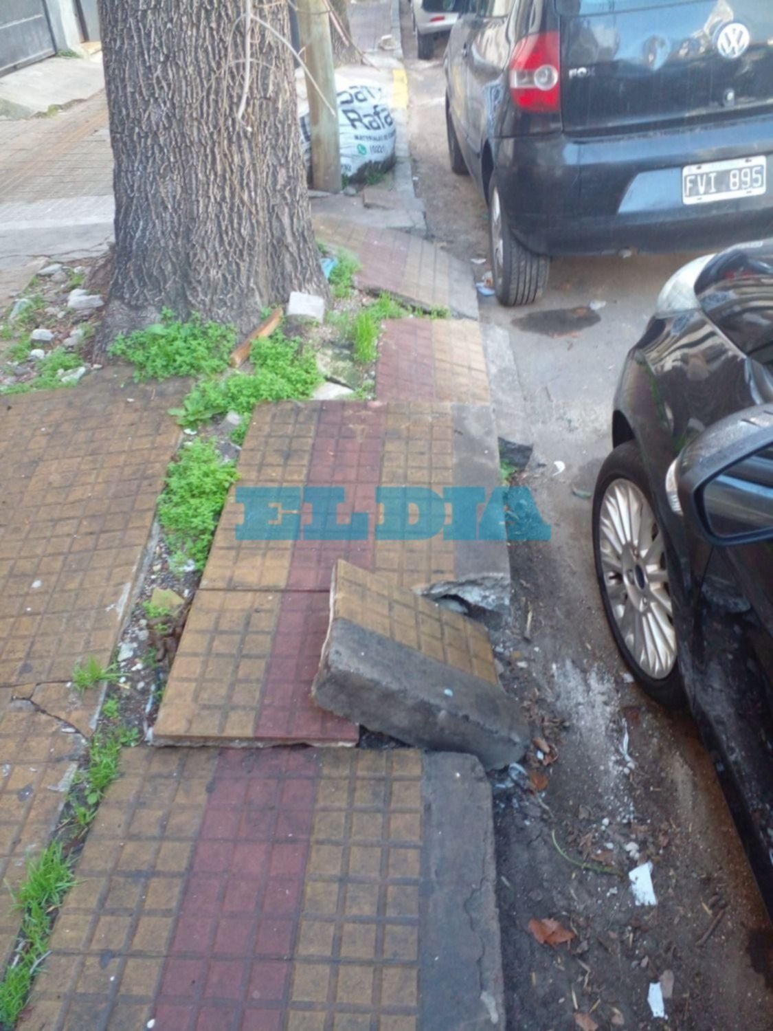 En 10 y 42, reclaman la extracción de un árbol cuyas raíces "han destruido la vereda"