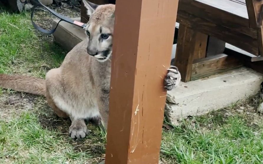 "Lindo gatito": Tenía un puma salvaje de mascota, creció y tuvo que entregarlo a una reserva