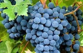 Informe especial de la uva Bonarda