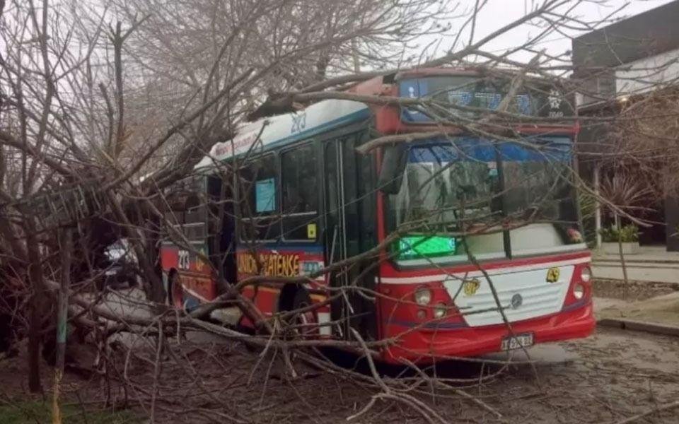 Susto para pasajeros de un micro: un camión tocó ramas y les cayó encima un árbol