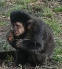 Monos en el Parque: creen que huyeron del cautiverio y formaron una colonia en el Pereyra
