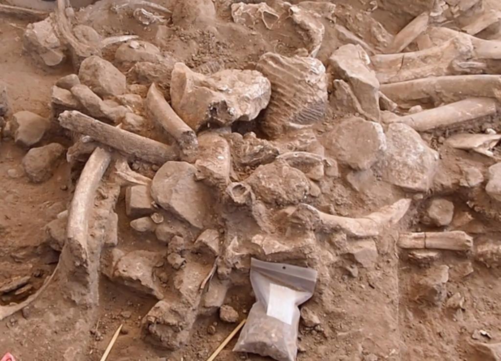 Fósiles de Mamut: acreditan la presencia de humanos en Norteamérica hace 37.000 años