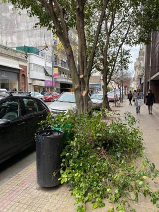 Sigue la poda: "Avanzan sobre jacarandás de diagonal 73 y los naranjos con frutos, no hay árbol que se salve"
