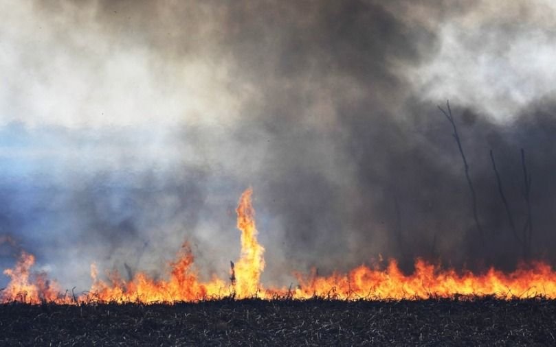 Califican de "desastre ecológico" a los incendios del delta del Río Paraná que arrasaron con 10 mil las hectáreas