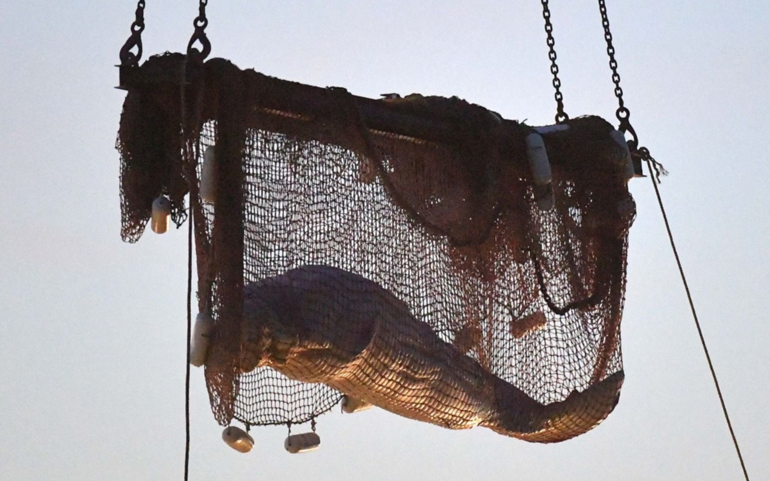 Murió la beluga de 800 kilos rescatada del río Sena tras permanecer varada más de una semana