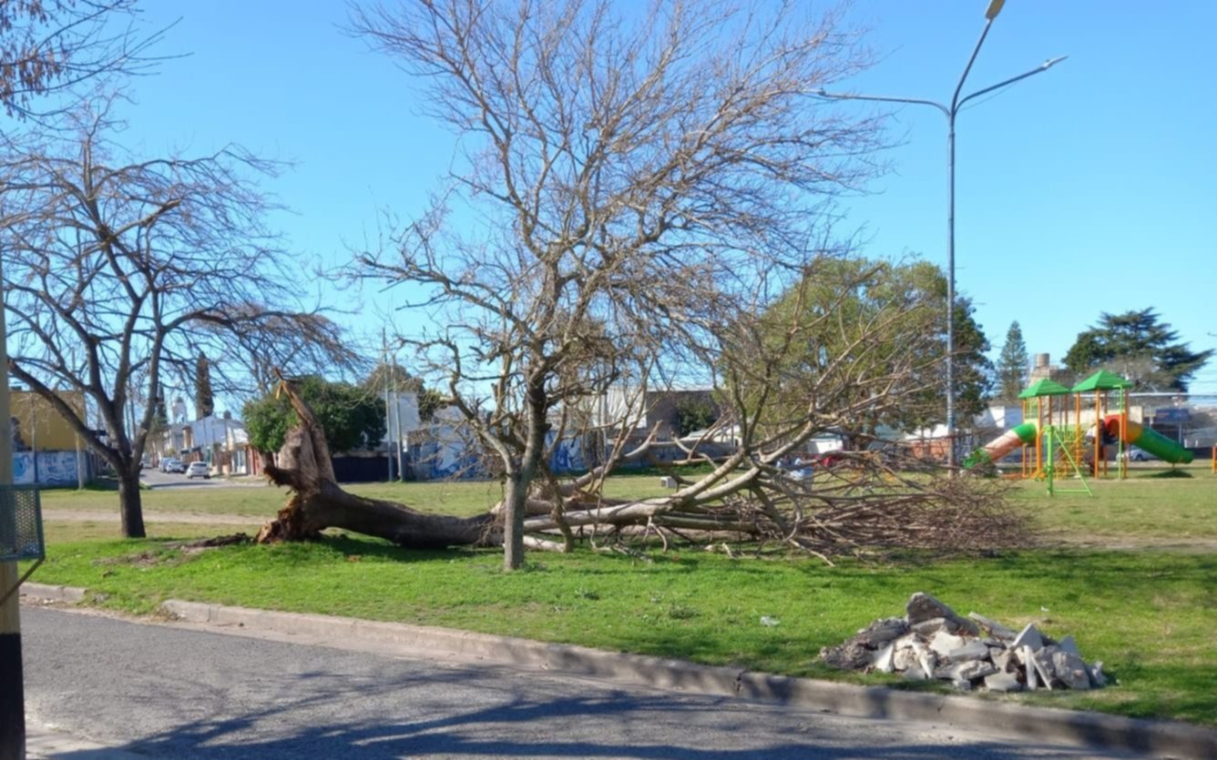 Cayó un árbol en una plaza de Altos de San Lorenzo: "Menos mal que no había chicos"