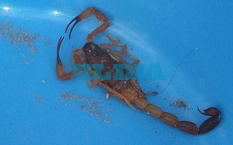 Temor en la zona del Parque Saavedra por la constante aparición de alacranes durante el invierno