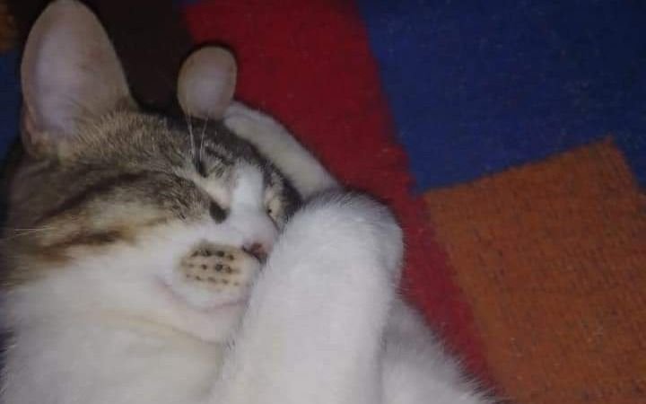 No se salvan ni los gatos: se robaron la mascota de unos nenitos en Gorina